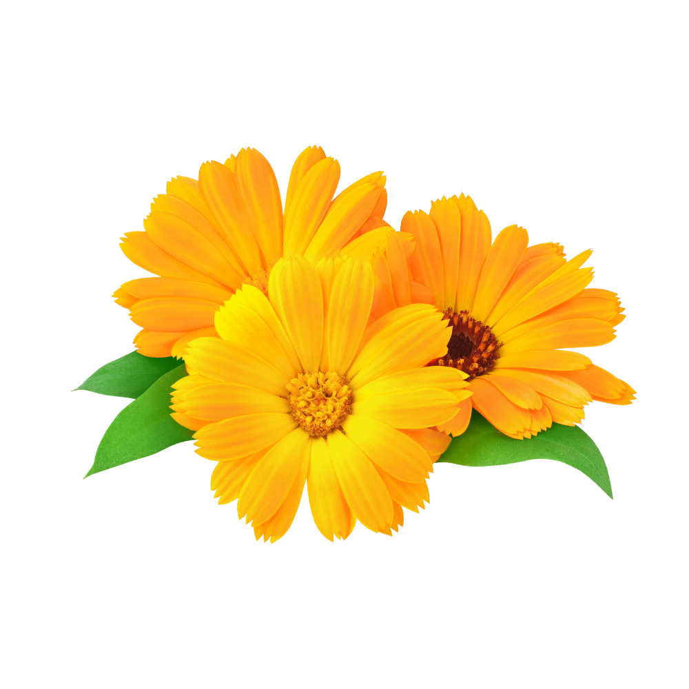 Calendula